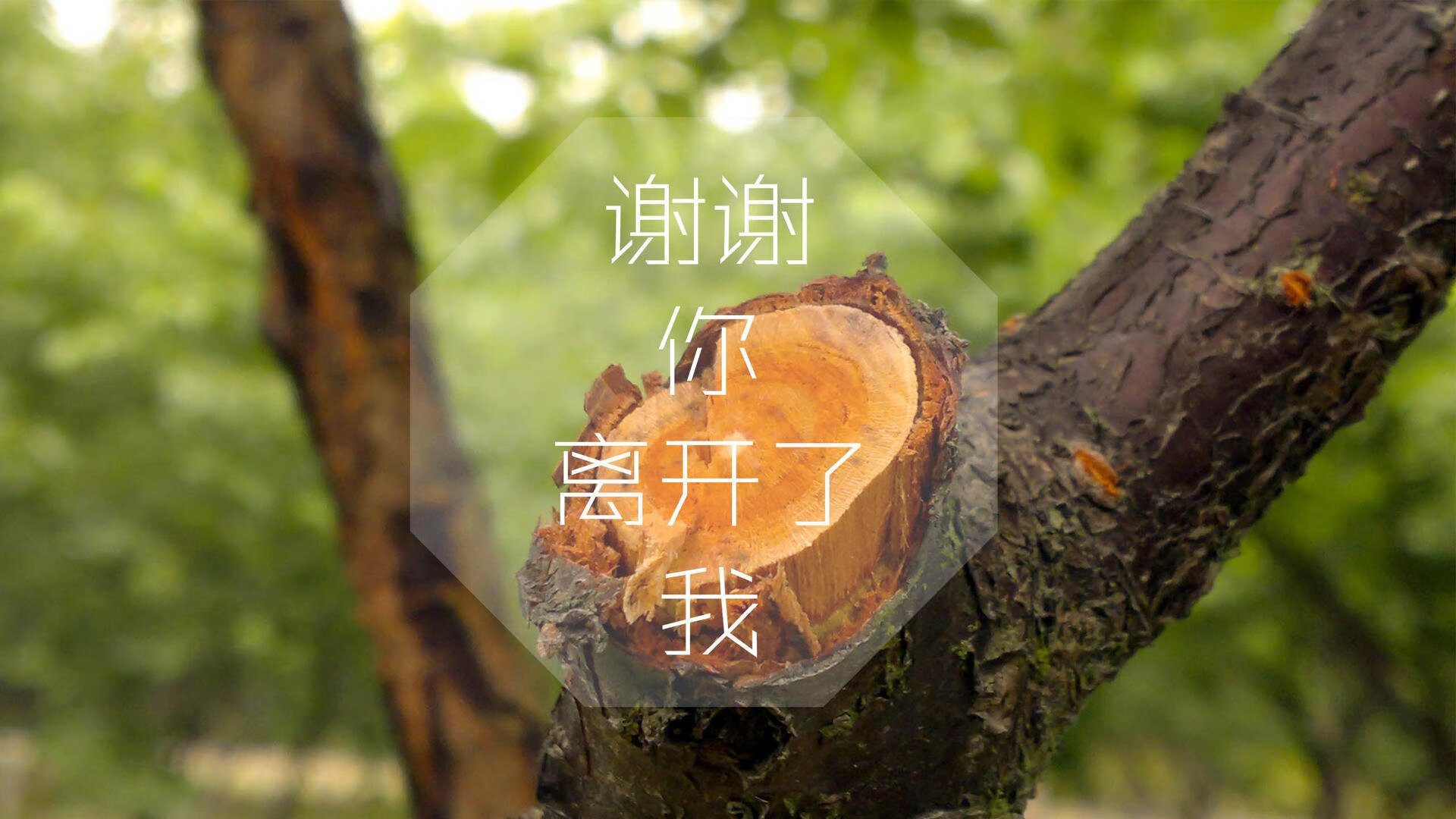 奥地利国家队士气高涨，力争前进，奥地利国家队实力如何