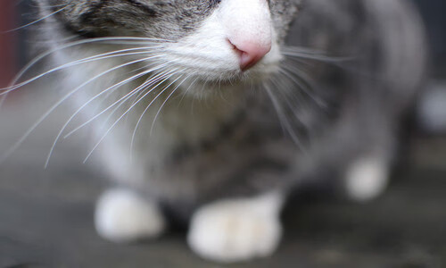 体育教育资源区域差异化发展策略研究,体育教学资源的开发