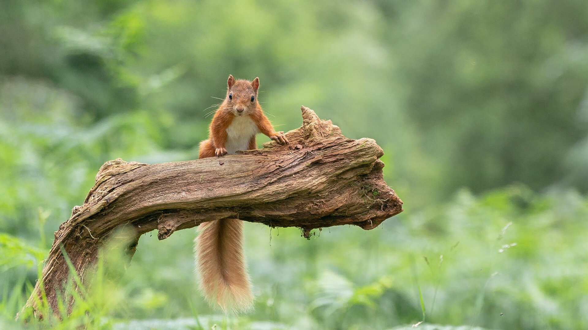 官宣!五大联赛未来五年发展趋势深度解析,5大联赛2021