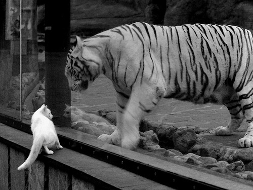 男篮世界杯欧洲列强火力全开,fiba男篮世界杯2023欧洲区预选赛资格赛