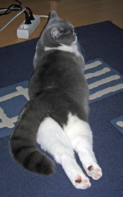 国际乒联积分系统更新,影响各国选手排名,国际乒联积分规则 变化