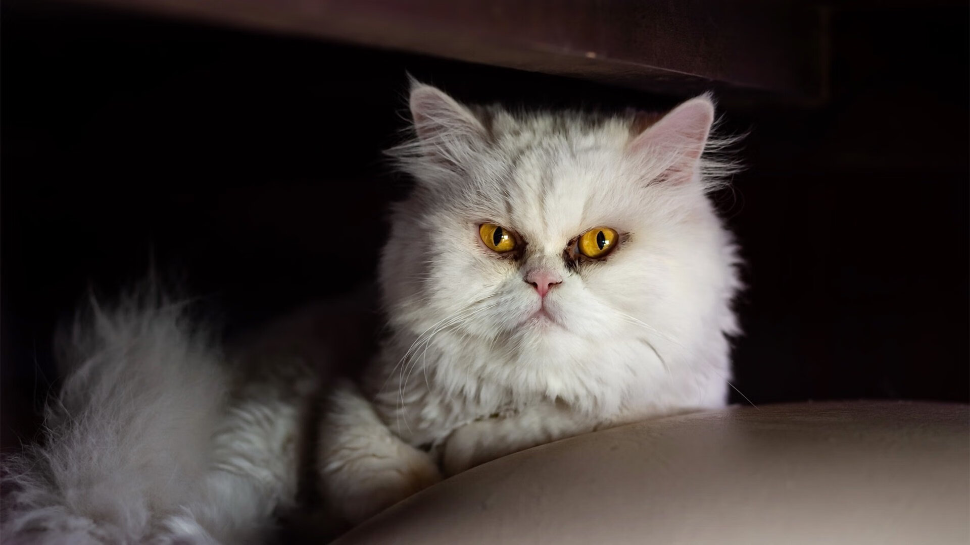 女子混合泳突破自我 逆风翻盘,女子混合泳决赛