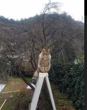 新疆男篮打造高强度压迫式防守封锁突破路线