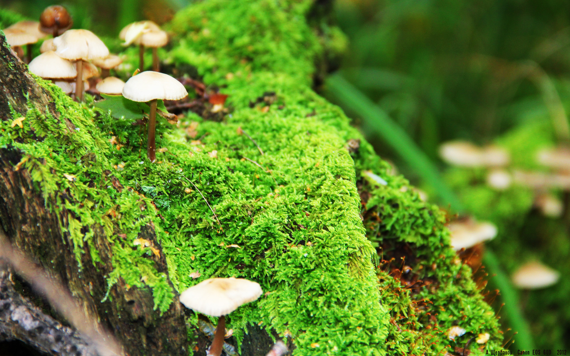 深圳领航队强化三秒区攻防提升核心控制力,深圳领航者赛程