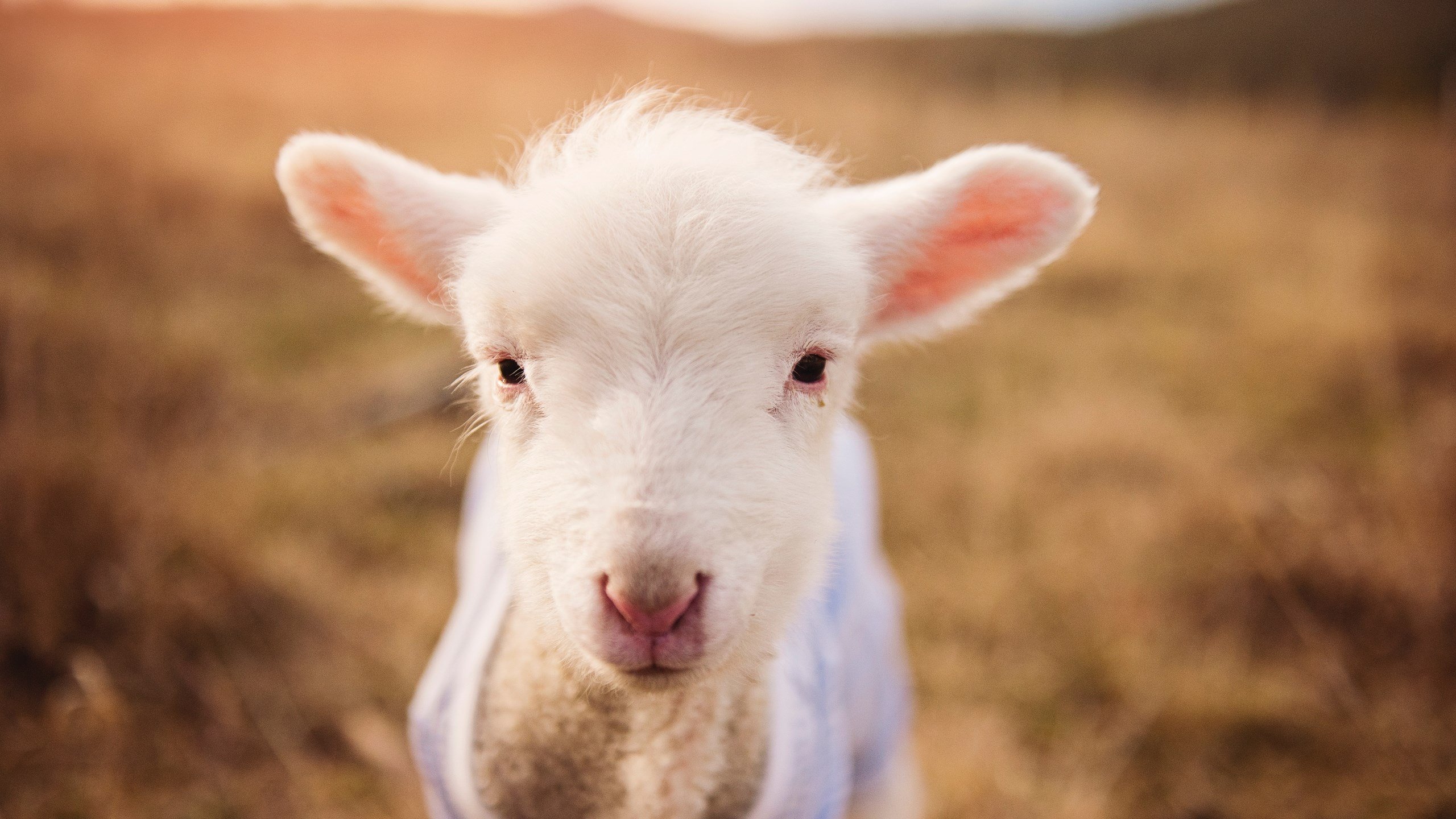 联盟顶级助攻手谁是组织核心，联盟助力