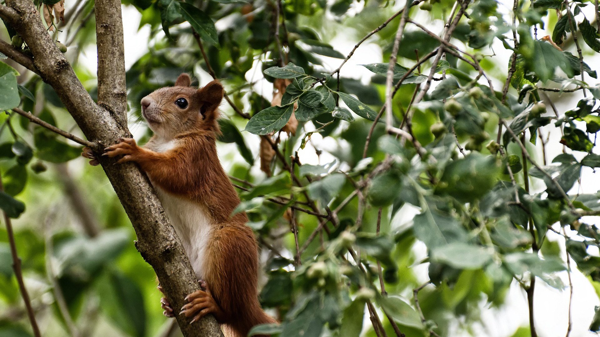 世界杯瞬间:逆天长传助攻摘星,世界杯夺冠星星