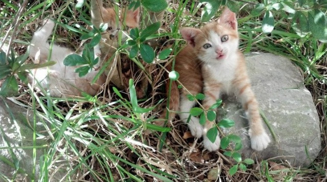 国际国家队预选赛激烈角逐，多支队伍提前锁定出线资格，国际队员