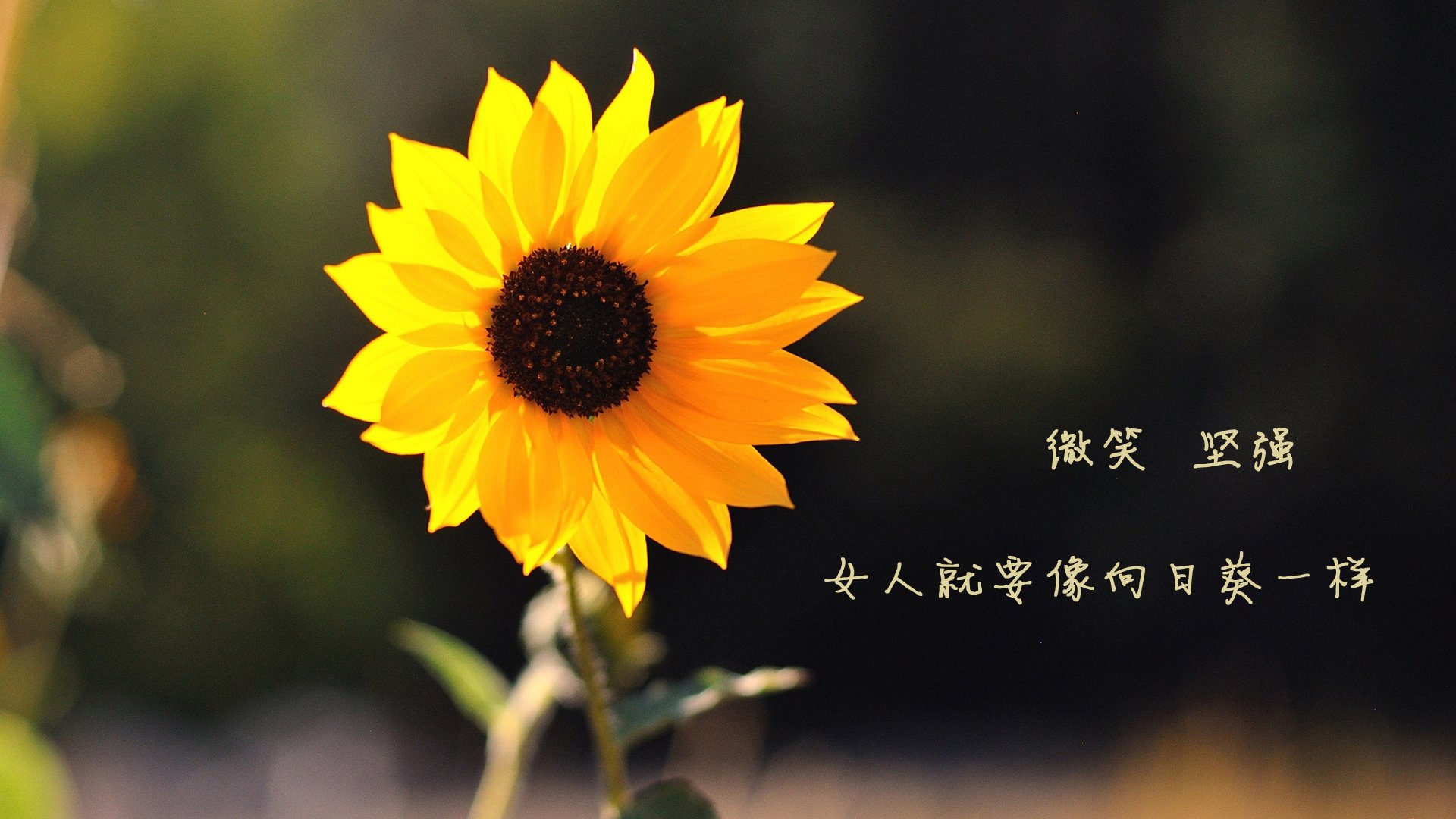 九游(jiuyou)官方网站-希腊男篮在欧洲锦标赛中再夺冠军，彰显传统强队风采，希腊男蓝