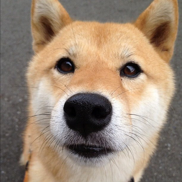 九游娱乐官网 (JIUYOU)-男子组合跳水动作难度系数增加，跳水男团规则