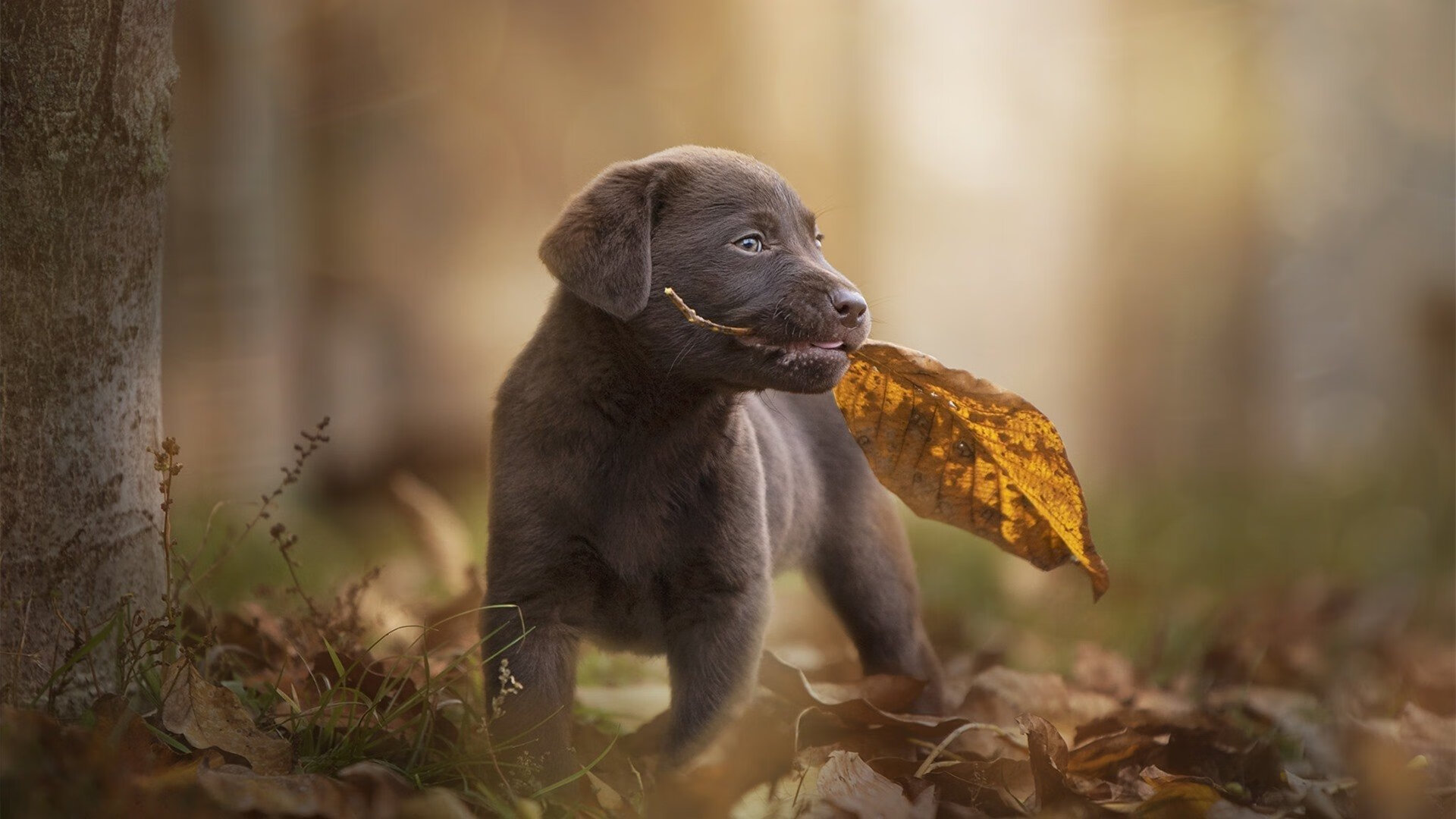 足球比赛天气应对系统通过实战考验,足球比赛天气中止比赛