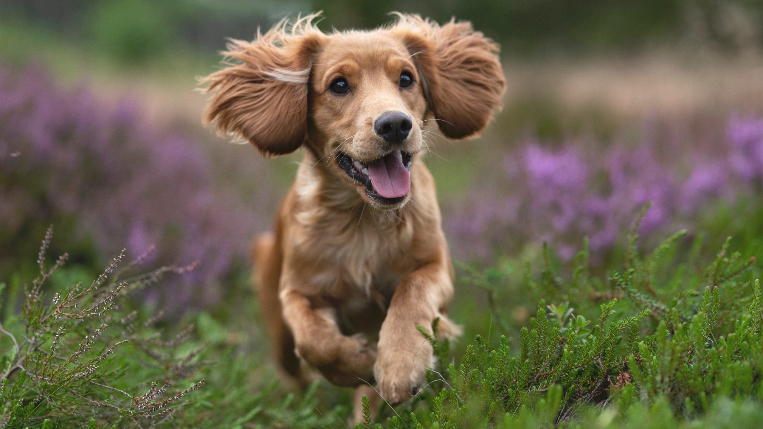 足球文化旅游融合发展，打造专业足球旅游线路，足球文化产业