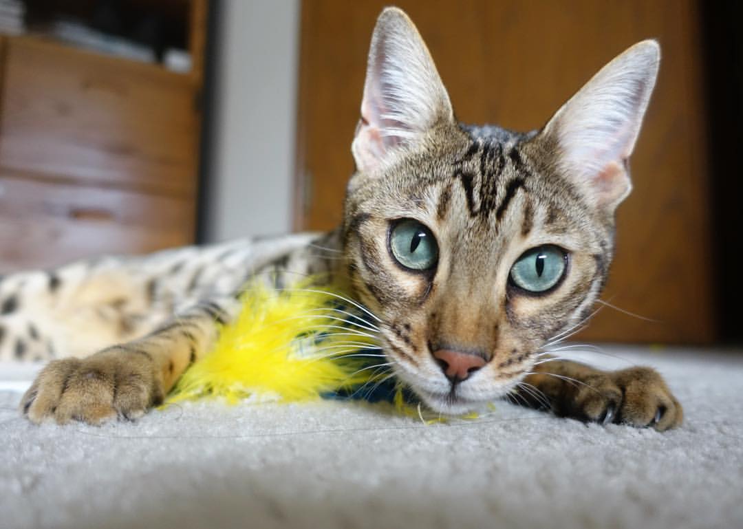 九游网页版官网入口-马拉维男篮在非洲锦标赛中再次夺冠，创造历史新篇章，非洲马拉维说什么语言